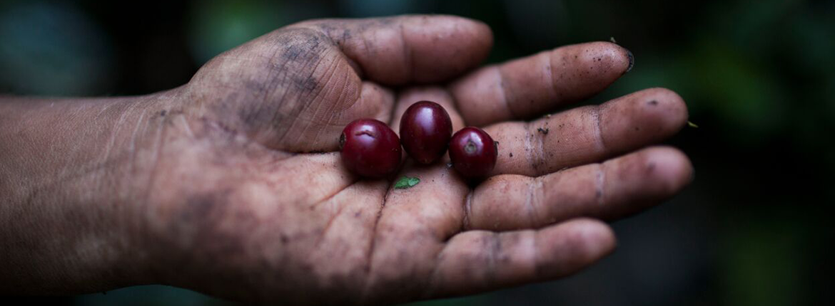 Lo mejor de Guatemala en una taza / The Best of Guatemala in a Cup